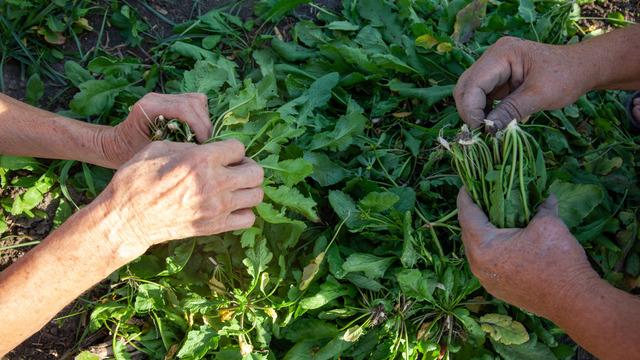 Dünyanın en sağlıklı sebzesi açıklandı: Bir bardağında bin şifa var! Kadınlara daha çok faydalı