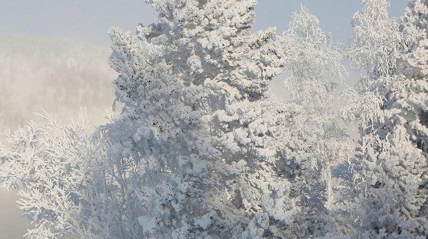 -30 derece soğukta çam ağacı yapraklarını yiyerek hayatta kaldı