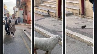 Kızgın kemirgen saldırdı, kedi köpek izledi... Vatandaşlar fareden kaçabilmek için oradan oraya atladı