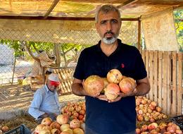 Bu nar Avrupa Birliği tarafından tescilli... Suruç'un gözbebeğinin hasadı başladı! Üretim yüzde 50 arttı!