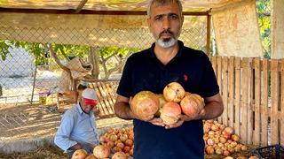 Bu nar Avrupa Birliği tarafından tescilli... Suruç'un gözbebeğinin hasadı başladı! Üretim yüzde 50 arttı!