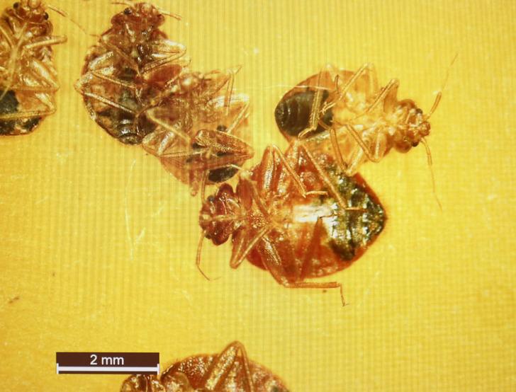 5 yıldızlı otellerde tahtakurusu alarmı: Yumurtaları valizle taşınıyor! 'Gece gelip, sizden kan emiyor' G2