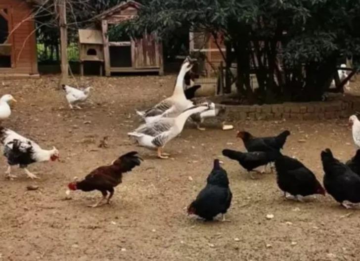 Ekranlara ara verdi! Tası tarağı toplayıp bakın nereye yerleşti... İlker Ayrık 17 dönümlük araziye çiftlik kurdu! Organik tarım bile yapıyor G3