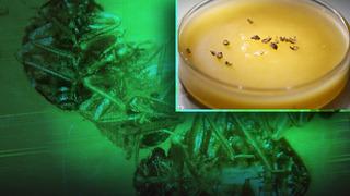 5 yıldızlı otellerde tahtakurusu alarmı: Yumurtaları valizle taşınıyor! 'Gece gelip, sizden kan emiyor'