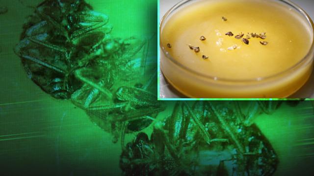 5 yıldızlı otellerde tahtakurusu alarmı: Yumurtaları valizle taşınıyor! 'Gece gelip, sizden kan emiyor'