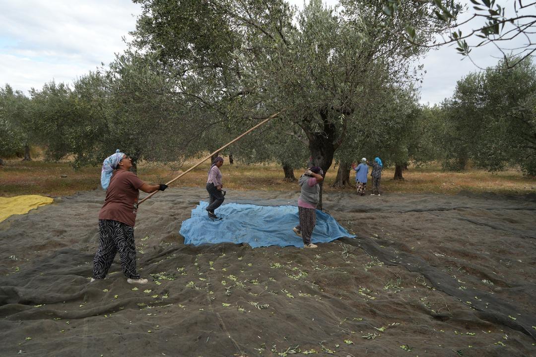 zeytinyağıhasar