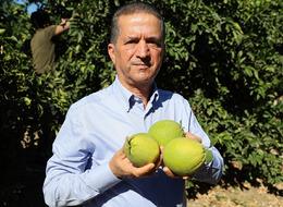 Portakal hasadı başladı... Hava şartları verimi kötü etkiledi! Fiyatlar 15 liradan başlıyor