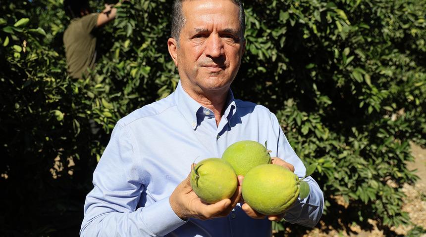 Portakal hasadı başladı... Hava şartları verimi kötü etkiledi! Fiyatlar 15 liradan başlıyor