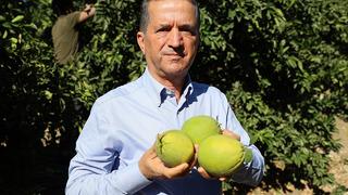 Portakal hasadı başladı... Hava şartları verimi kötü etkiledi! Fiyatlar 15 liradan başlıyor