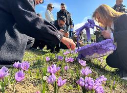 UNESCO Dünya Miras Listesinde! Lokumdan kolonyaya kadar kullanılıyor... Safranbolu'da safran hasadı etkinliği başladı! Ziyaretçiler akın etti! 