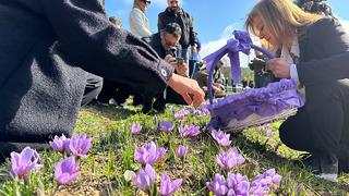 UNESCO Dünya Miras Listesinde! Lokumdan kolonyaya kadar kullanılıyor... Safranbolu'da safran hasadı etkinliği başladı! Ziyaretçiler akın etti! 
