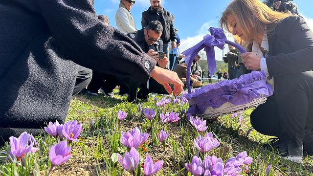 UNESCO Dünya Miras Listesinde! Lokumdan kolonyaya kadar kullanılıyor... Safranbolu'da safran hasadı etkinliği başladı! Ziyaretçiler akın etti! 