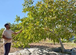Avusturya'da 25 yıl yaşayıp Kırşehir'e döndüler! Oğlu Ziraat bölümünü kazanınca kolları sıvadı... Şimdi 222 tane ceviz ağacı var