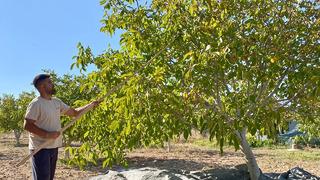 Avusturya'da 25 yıl yaşayıp Kırşehir'e döndüler! Oğlu Ziraat bölümünü kazanınca kolları sıvadı... Şimdi 222 tane ceviz ağacı var