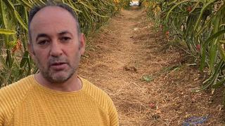 'Yoğun talep' Oraya gittiğinde gördü, boş arazisinde aynısını yaptı! Kilosu 200 TL'den 1 ton... 'Fazlasıyla verdi'