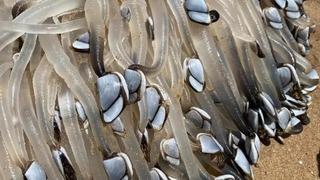 Sahilde bir anda ortaya çıktı! Görenleri şaşkına çevirdi... Şimdiye kadar gördüğüm en tuhaf şey