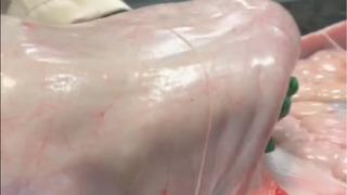 Veterinerler bile inanamadı! Tam 1,5 metre boyunda... Burma pitonunun yediği şeyi görenler inanamadı