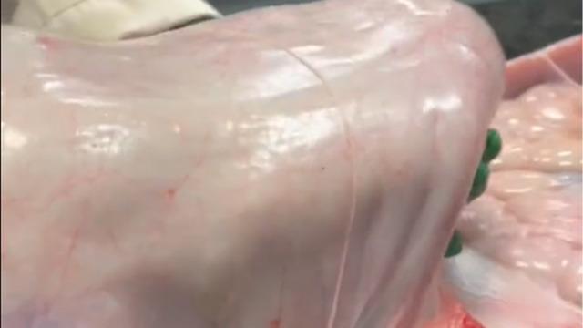 Veterinerler bile inanamadı! Tam 1,5 metre boyunda... Burma pitonunun yediği şeyi görenler inanamadı