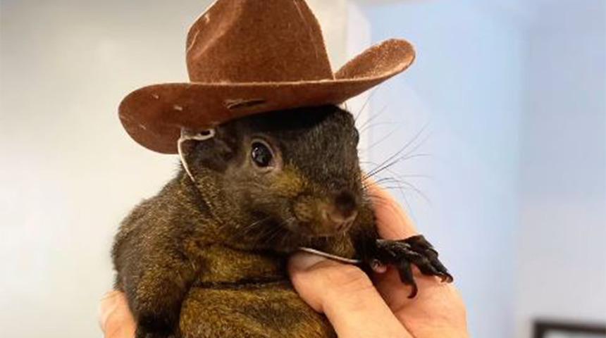 Sahiplendiği sincap yetkililer tarafından alınınca sosyal medyada tepki yağdı... 20 bin kişi sincabın sahibine teslim edilmesi için imza topladı