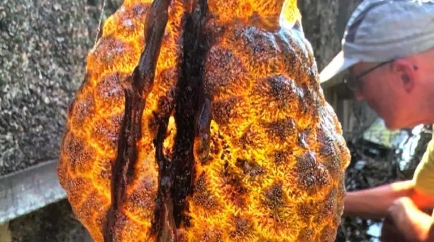 Nehirde bir anda ortaya &ccedil;ıktı! Sosyal medyada g&uuml;ndem yarattı: Kimse ne olduğunu anlayamadı..."Bunlar hızla yayılıyor"