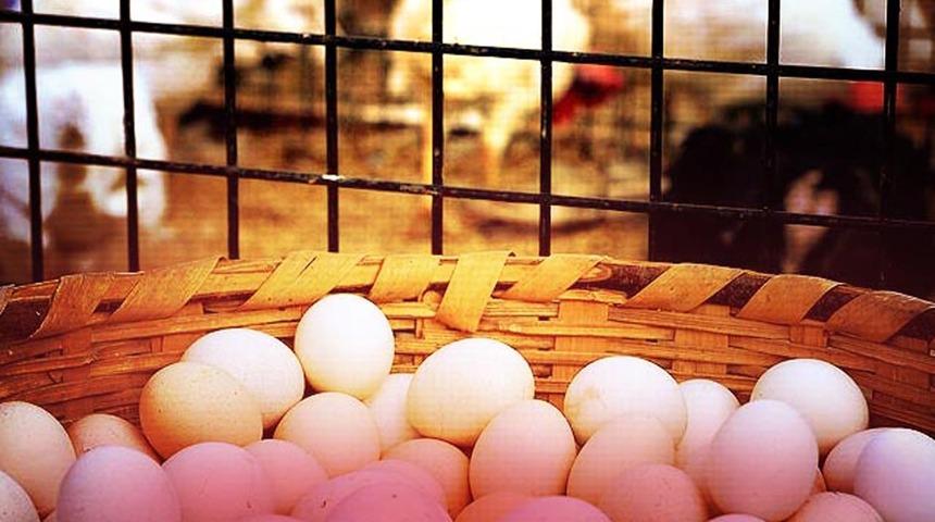 Bölge karantinaya alındı, hepsi derhal imha edildi! Tarım ve Orman Bakanlığından 'kuş gribi' açıklaması