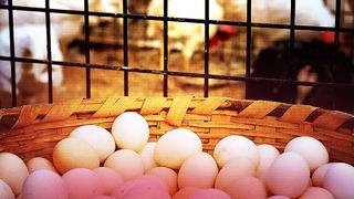 Bölge karantinaya alındı, hepsi derhal imha edildi! Tarım ve Orman Bakanlığından 'kuş gribi' açıklaması