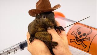 Fenomen sincap 'Peanut' önce sahibinin elinden alındı sonra da kuduz olduğu söylemiyle ötanazi uygulandı! Sosyal medyada bu katliam infial yarattı