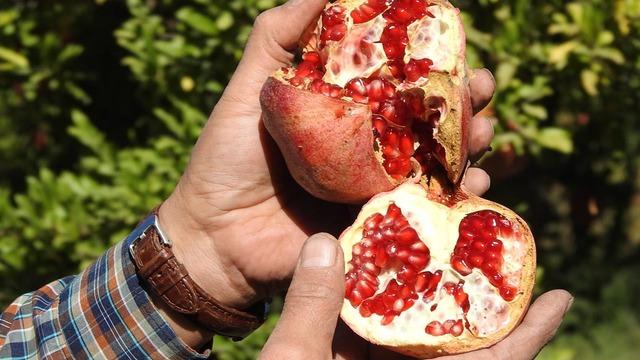 Japonlar isteyince ortaya çıktı! Onlar hayvanlara veriyorlardı 'Biz bunu bilmiyoruz, farkında da değiliz'