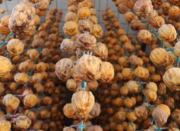 Denizli'nin gözdesi... Cennet hurmasının verimi yüzde 40 arttı! Türkiye'nin 1 numarası! 'Ülkenin dört bir yanında satılıyor'