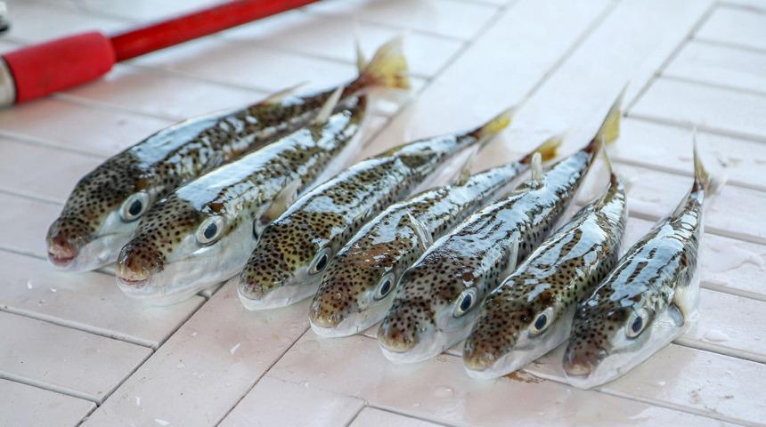 Bu balığa dikkat! Yarı fiyatına satıyorlar: 'Zehirli' uyarısı geldi