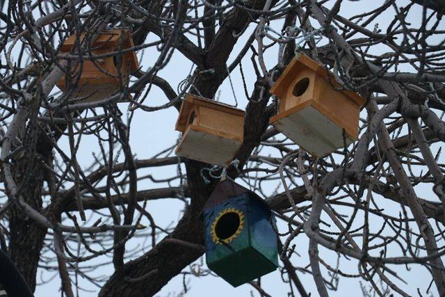 Ağrı’da ’kuş evleri’ yapıldı