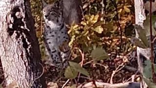 Nesli tehlike altında olan vaşak Muş’ta böyle görüntülendi!