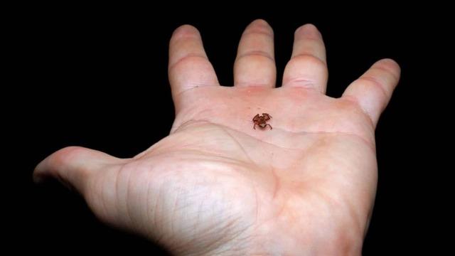 Tırnaktan daha küçük kurbağa türü keşfedildi