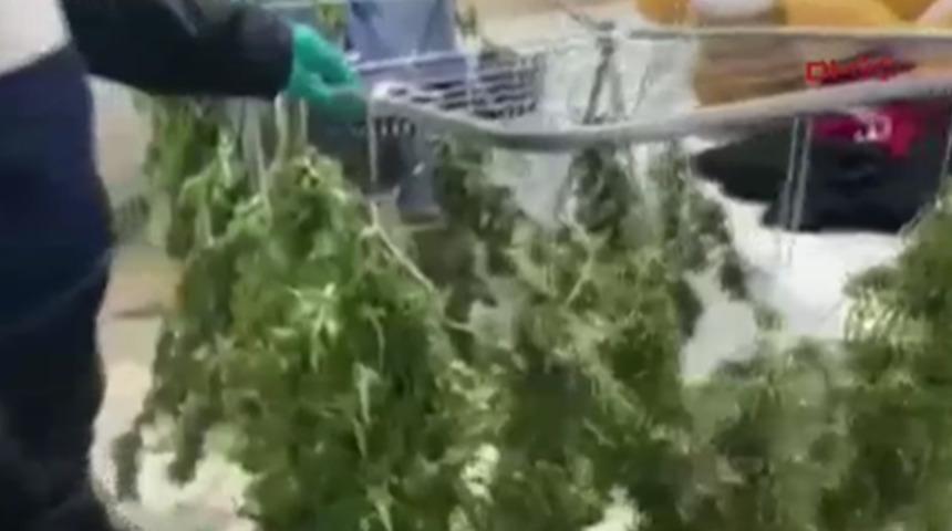 Tonla uyuşturucunun yakalandığı evde şok edici detay! Keneviri çamaşırlığa asıp kurutmuşlar!