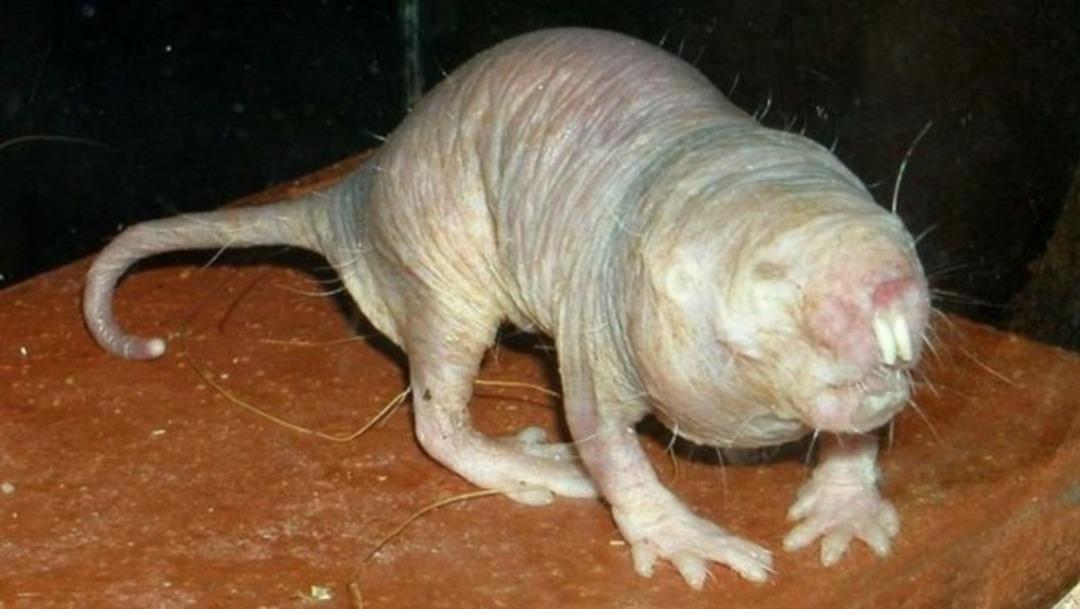 &Ccedil;ıplak ve k&ouml;r fare d&uuml;nyanın umudu oldu