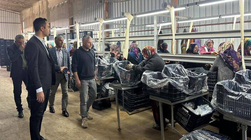 'Daha fazla kazanma imkanı olacak' Paketlenip depolanıyor! Avrupa'ya satılacak
