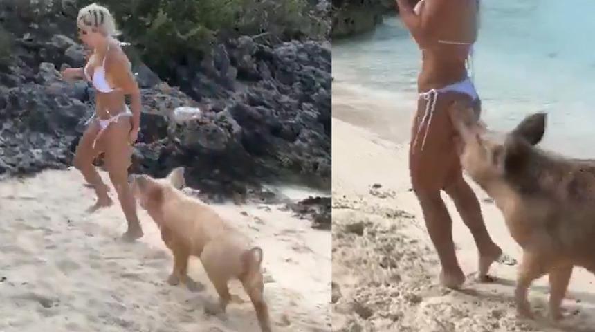 Sosyal medyanın konuştuğu görüntüler! Yaban domuzları plajda kadına saldırdı... Saniye saniye böyle kaydedildi