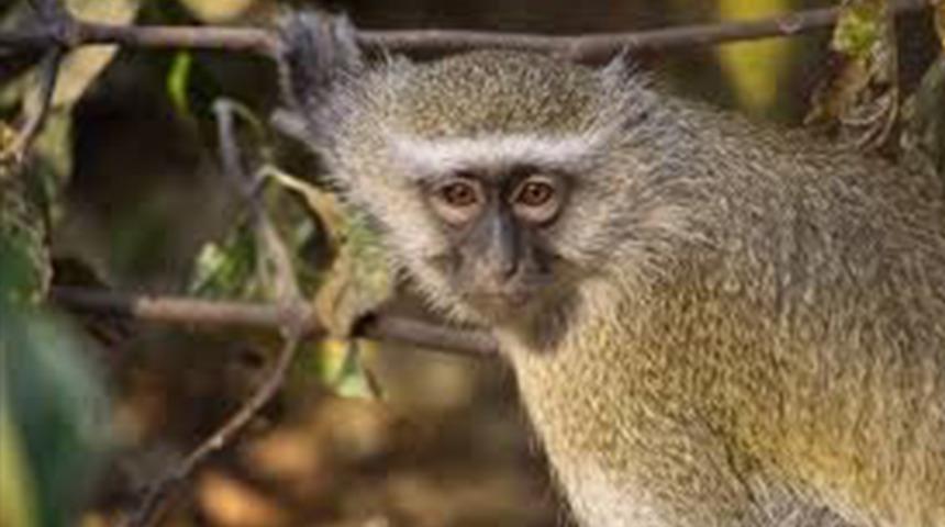 Araştırma tesisinden kaçtılar... Yetkililer uyarı üstüne uyarı verdi! "Yaklaşmayın ve dokunmayın"