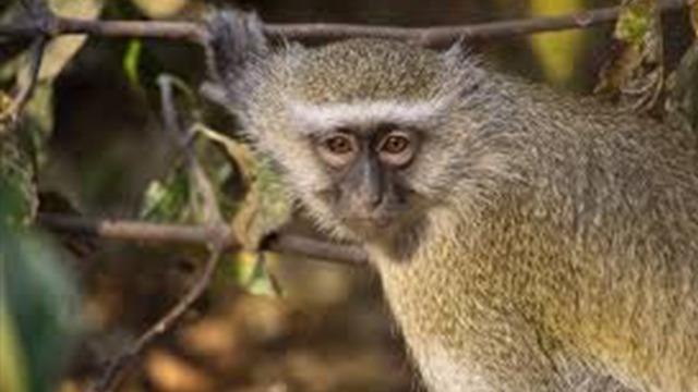 Araştırma tesisinden kaçtılar... Yetkililer uyarı üstüne uyarı verdi! Yaklaşmayın ve dokunmayın