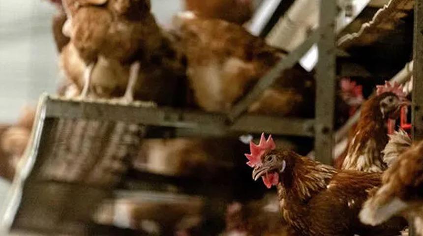 Eskişehir'de kuş gribi alarmı! 5 mahalle karantinaya alındı