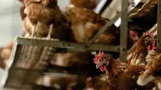 Eskişehir'de kuş gribi alarmı! 5 mahalle karantinaya alındı