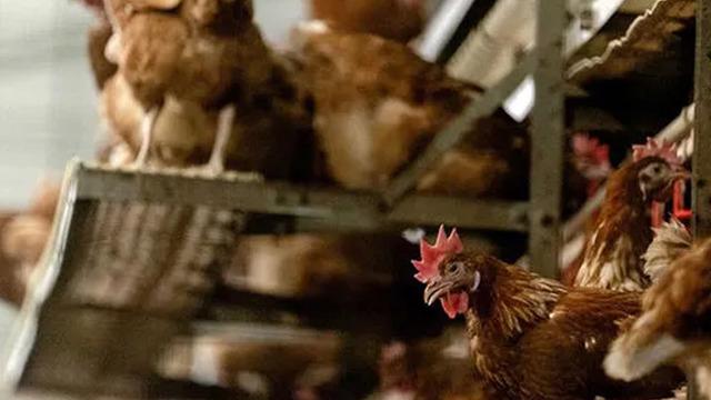 Eskişehir'de kuş gribi alarmı! 5 mahalle karantinaya alındı