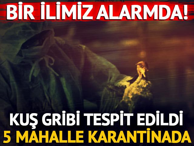 Eskişehir'de kuş gribi alarmı!