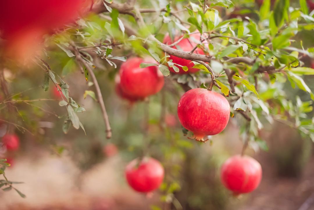 Vitamin ve mineral deposu: 'S&uuml;per besin' Kışın bol bol t&uuml;ketin! Faydaları saymakla bitmiyor