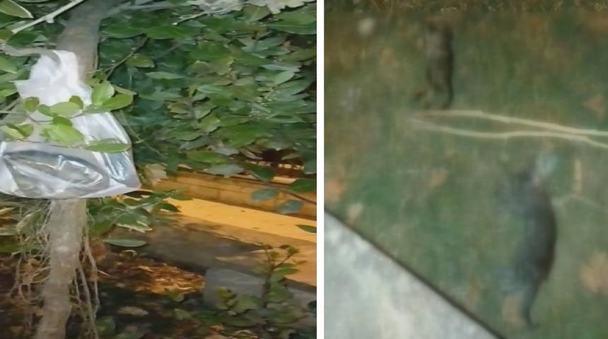 Silivri'de hayvan katliamı! 24 saat içinde 22 yavru kediyi öldürüp ağaca astılar