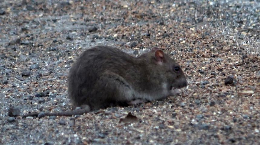 Araçlardan dökülen tahıllarla beslenen fareler, kara yolunu adeta istila etti