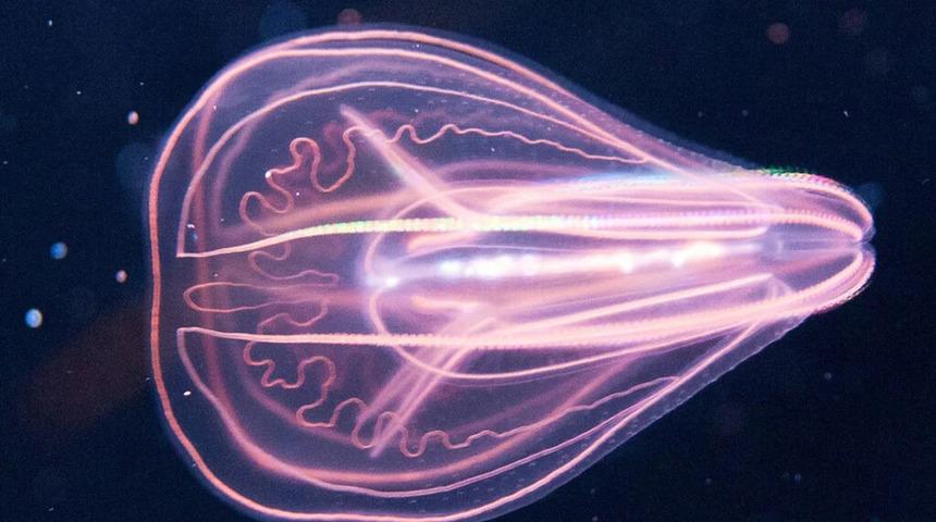 Yaşını kaset gibi geri sarıyor! İnanılmaz bir tür... Bu denizanası kendi kendini gençleştirebiliyor