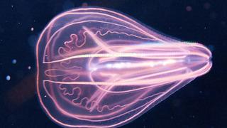 Yaşını kaset gibi geri sarıyor! İnanılmaz bir tür... Bu denizanası kendi kendini gençleştirebiliyor