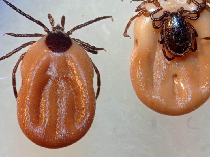 ABD'den sonra Türkiye'de de görüldü! Vücutta sessizce bekliyor, tedavi edilmezse beyne girip yerleşiyor! G1