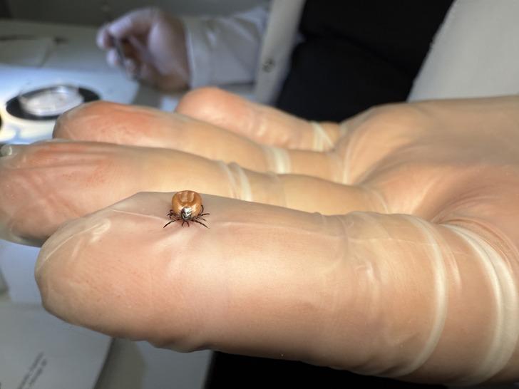 ABD'den sonra Türkiye'de de görüldü! Vücutta sessizce bekliyor, tedavi edilmezse beyne girip yerleşiyor! G3